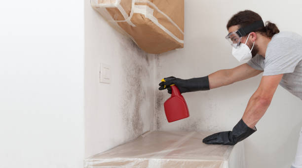 Professional Black Mold Removal technician working in Franklin Square, NY