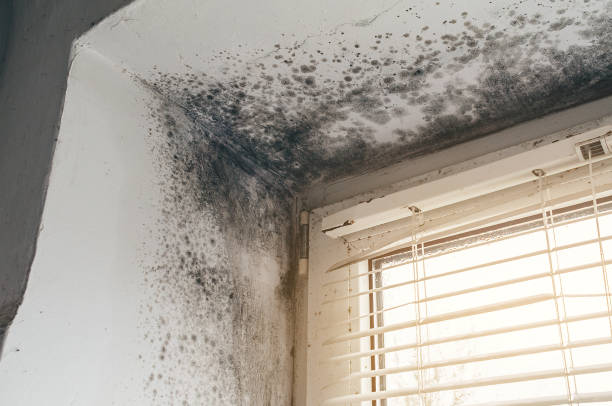 Affordable Mold Cleanup solutions in Franklin Square, NY